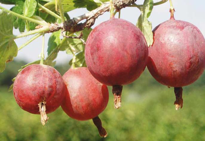 В ягодах сорта «Колобок» содержится огромное количество ценных сахаров и витамины