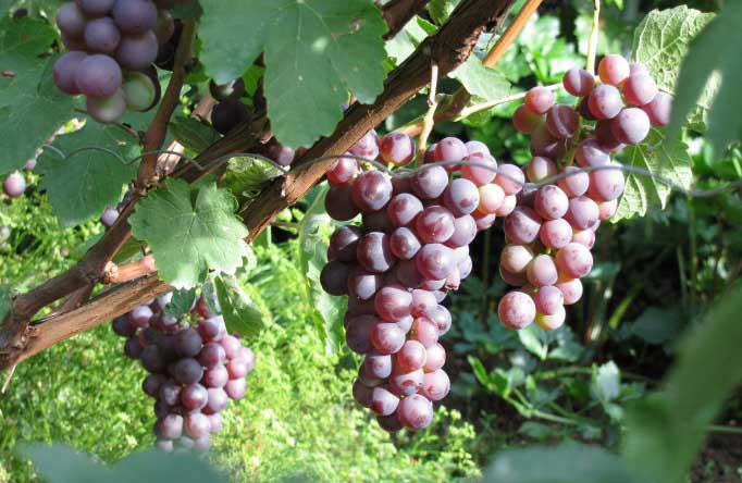 Созревание винограда «Русский ранний» дружное и раннее, наступает через неполных четыре месяца