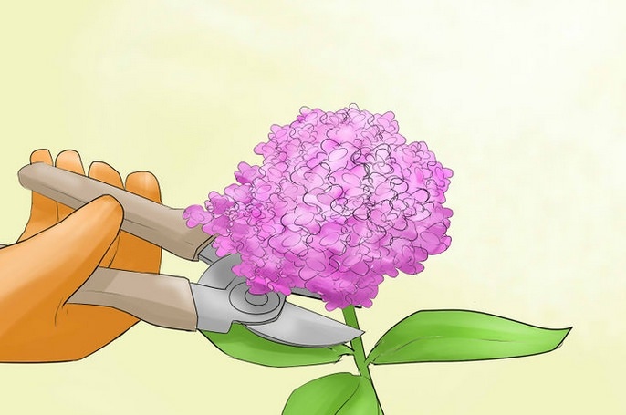 Для ежегодного цветения важно правильно формировать кустик гортензии