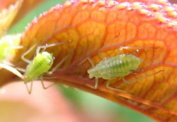 борьба с вредителями растений