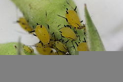 вредители растений