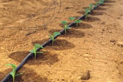 автоматический полив теплиц