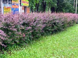 Стрижка живой изгороди из барбариса