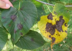 Botrytis cinerea Pers