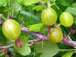 как вырастить крыжовник