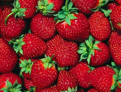 Для того, чтобы сорта клубники для круглогодичного выращивания приносили хороший урожай, за ними следует постоянно ухаживать и следить