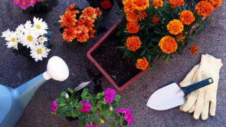 когда вносить удобрения для цветов