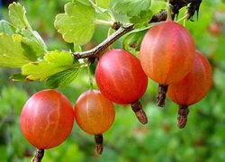 крыжовник на дачном участке