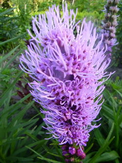 Лиатрис отлично подходит для продольных насаждений вдоль линии солнца, например возле заборов, клумб, небольших дачных построек или архитектурных элементов ландшафта