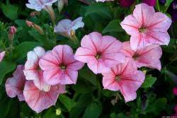 Многие ценные сортовые растения выращивают рассадным методом