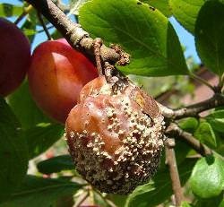 Плодовая гниль сливы и способы борьбы с ней