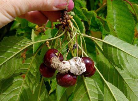 Плодовая гниль вишни