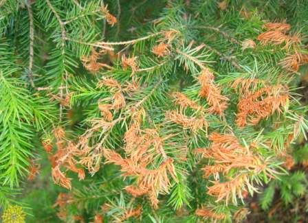 Ржавчина хвойных растений