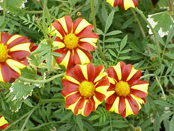 инсектицидные растения для сада и дачи