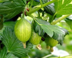 выращивание крыжовника