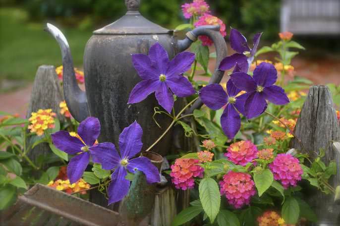 При выращивании клематиса нужно выполнить достаточно обильный полив