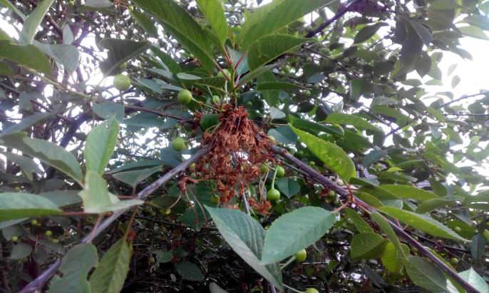 Монилиоз вызывает побурение побегов и ветвей вишни с последующим их увяданием