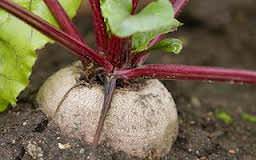 Выращивание свеклы на дачном участке