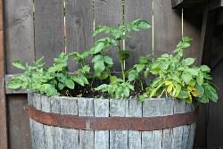 Выращивание картофеля в бочке в последние годы приобретает все большую популярность