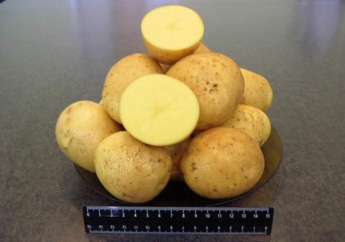 Картофель сорта «Реванш» дает высокий урожай высокотоварных клубней