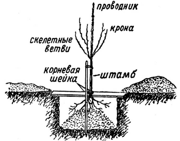 В зависимости от зоны культивирования высаживать персик сорта «Киевский ранний» можно осенью или ранней весной