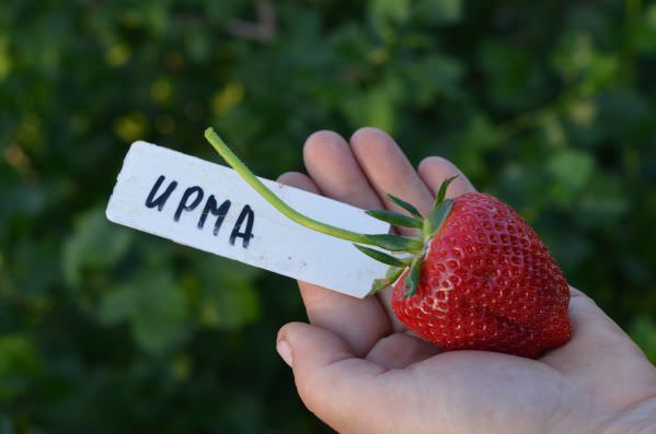 Клубника «Ирма» улучшает обмен веществ и приводит в норму вес
