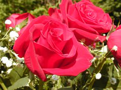 Розы – настоящее украшение любого сада