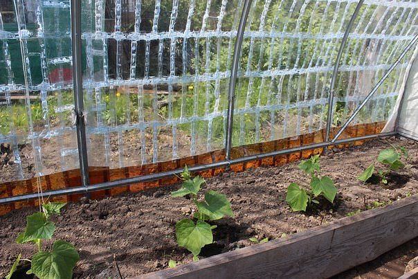 Теплица из пластиковых бутылок своими руками