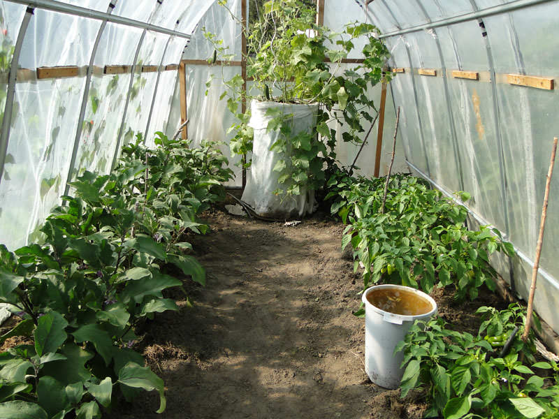 Грамотная подготовка теплицы и тщательный уход обеспечат ей долгие годы жизни