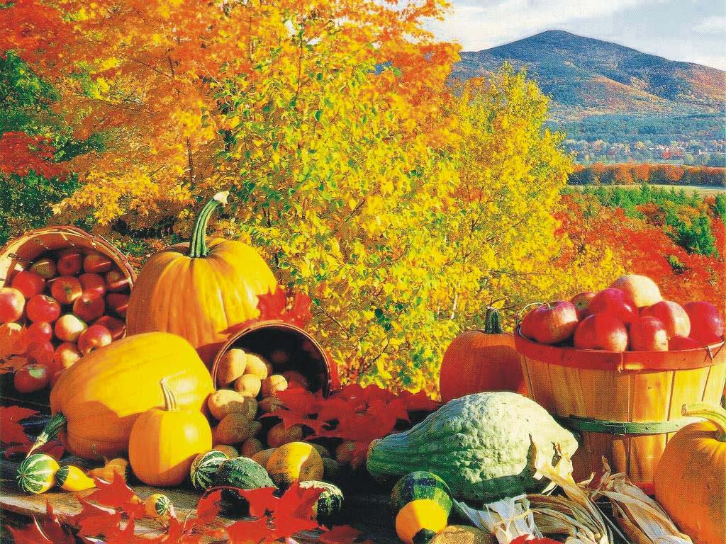 Подготовка теплицы к осени, обработка каркаса и грунта – очень важные процессы, которые способны не только продлить срок службы теплицы, но и помочь в выращивание качественных культур каждый год