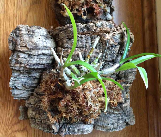 Cуществует метод выращивания комнатных «Фаленопсисов» вовсе без использования грунта, а на специальных блоках