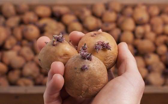 Посадке подлежат только абсолютно здоровые картофельные плоды средних размеров