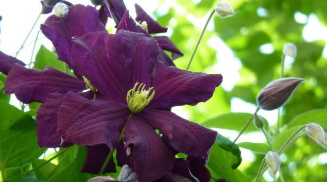 Уход за клематисом под зиму имеет некоторые отличия от весенних мероприятий