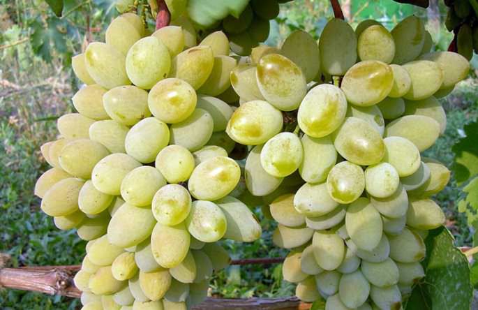 «Белый Тимур» имеет достаточно высокую морозоустойчивость — до -25°