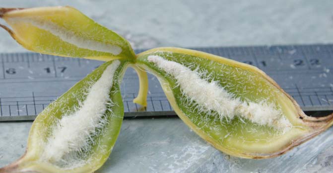 Семена орхидеи располагаются внутри семенной коробочки