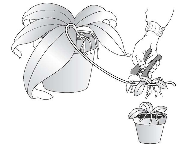 В условиях квартиры проще разделить орхидею боковыми побегами, так называемыми детками
