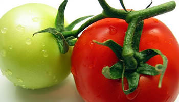 Томаты, травянистые растения из семейства Пасленовых, делятся на три большие группы: перуанские, волосистые и обыкновенные