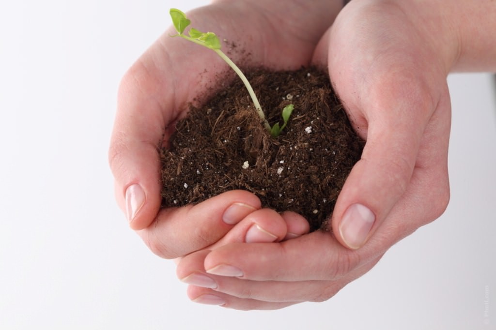 Томаты выращиваются на грунтах, состоящих из смеси нескольких компонентов. Грунт должен быть пористым (до 70-75%), с наименьшей влагоемкостью около 50%, воздухоемкостью 20-25%, плотностью — 0,4-0,6 г/кв. см.