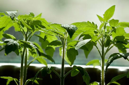 Для посева следует использовать отдельную площадь