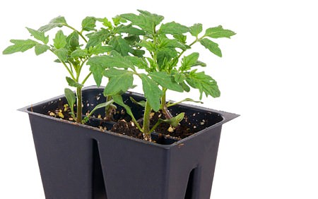 Если для рассады используются кассеты, то они должны быть с дренажными отверстиями на дне