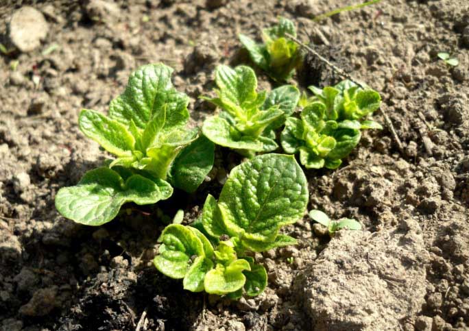 Картофель сорта «Удача» достаточно требователен к качеству грунта и предпочитает рыхлую почву