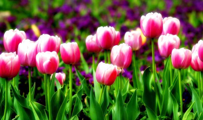 Что посадить рядом с тюльпанами на участке