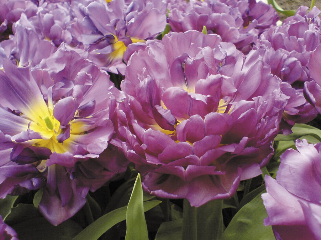 Каждая группа состоит из классов, которые собирают в себе цветы определенных форм, размеров и окраски