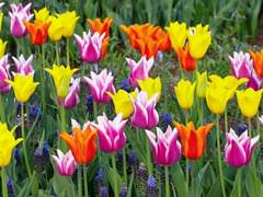 На данный момент существует огромное количество различных сортов тюльпанов