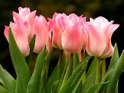 Выращивание тюльпанов в теплице – это очень ответственное занятие