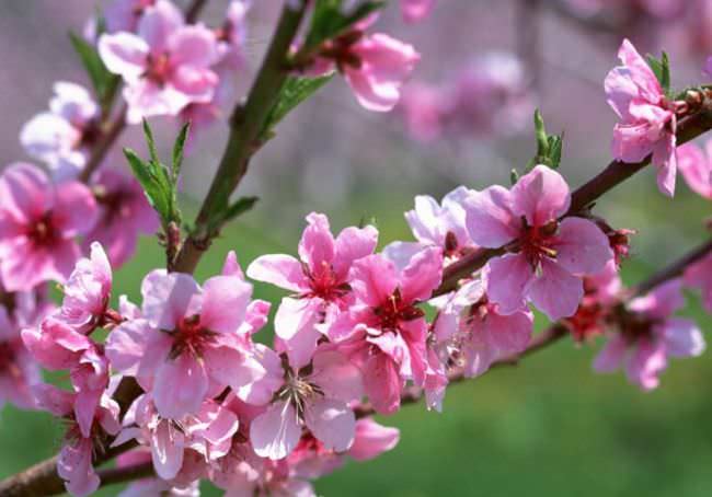 Сорт «Киевский ранний» обладает отличной устойчивостью к наиболее распространенным заболеваниям