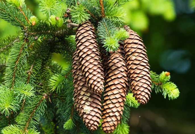 Деревья хвойных пород способны вырабатывать плохую или отрицательно заряженную энергию