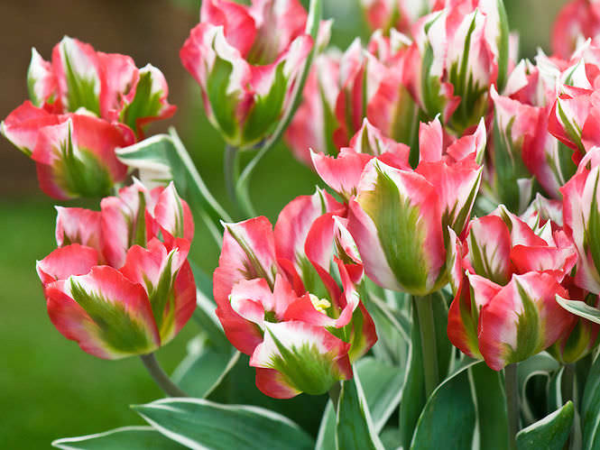 Такие разные тюльпаны