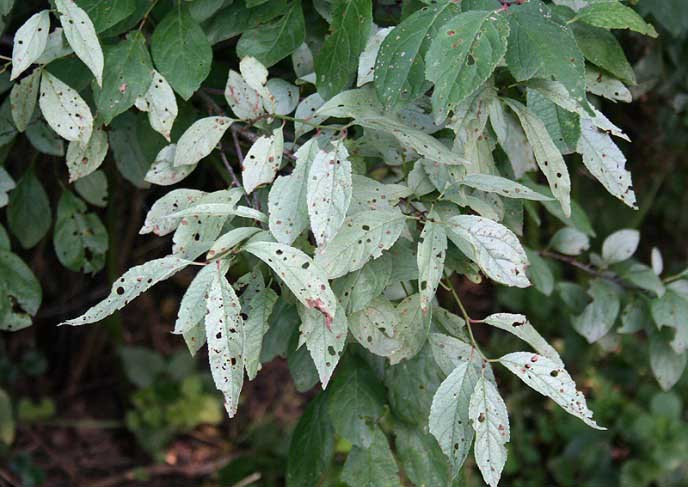 Млечный блеск – поражает сначала лиственную часть яблони