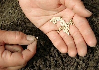 Посев семян для получения рассады осуществляется в апреле